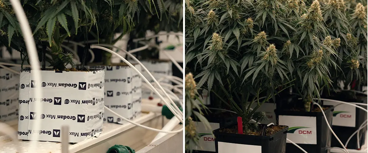 Gaia F1 Cannabis-Proef: 384 Planten in Steenwol en Kokos Infographic van Gaia F1 cannabis-proef met 384 planten onder LED-licht 800 μmol/m²/s, 18-uurs fotoperiode, substraten steenwol en kokos, bijna identieke omstandigheden, 6 planten/m².