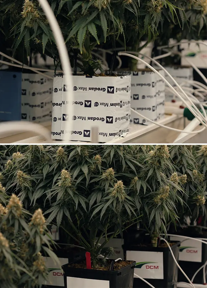 Test met laag watergehalte in cannabisteelt Gecontroleerde droogteproef die de reactie van Gaia F1 op waterstress en cannabinoïdeveranderingen test.