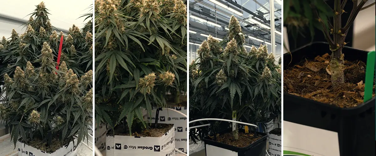 Vergelijking Rockwool en Coco Substraten voor Planten Vergelijking van Rockwool- en Coco-substraten, met plant in groen Rockwool en een ronde Coco-schijf, getest voor groei.