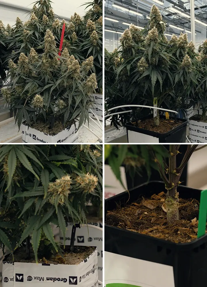 Vergelijking Rockwool en Coco Substraten voor Planten Vergelijking van Rockwool- en Coco-substraten, met plant in groen Rockwool en een ronde Coco-schijf, getest voor groei.