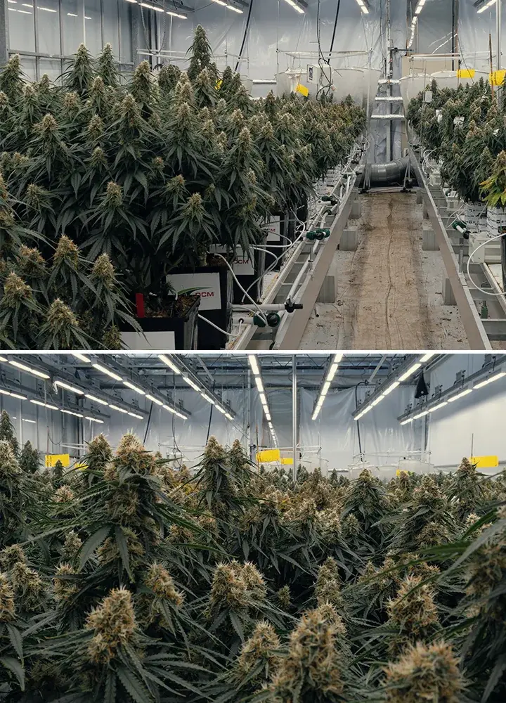 Gaia F1 hybride cannabistest bij onderzoekscentrum Vertify Gecontroleerde proef met Gaia F1 hybride cannabis die substraten, irrigatie en groeiprestaties onder identieke omstandigheden test.