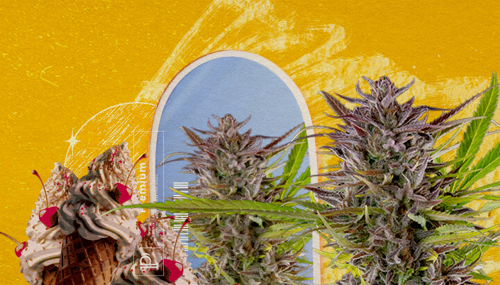 Hoe kweek je Gelato-wietplanten? Een illustratie van cannabisbloemen met een ijsje en een blauwe boog, tegen een gele achtergrond, die het uiterlijk en de kweekinformatie van de Gelato soort verkent.