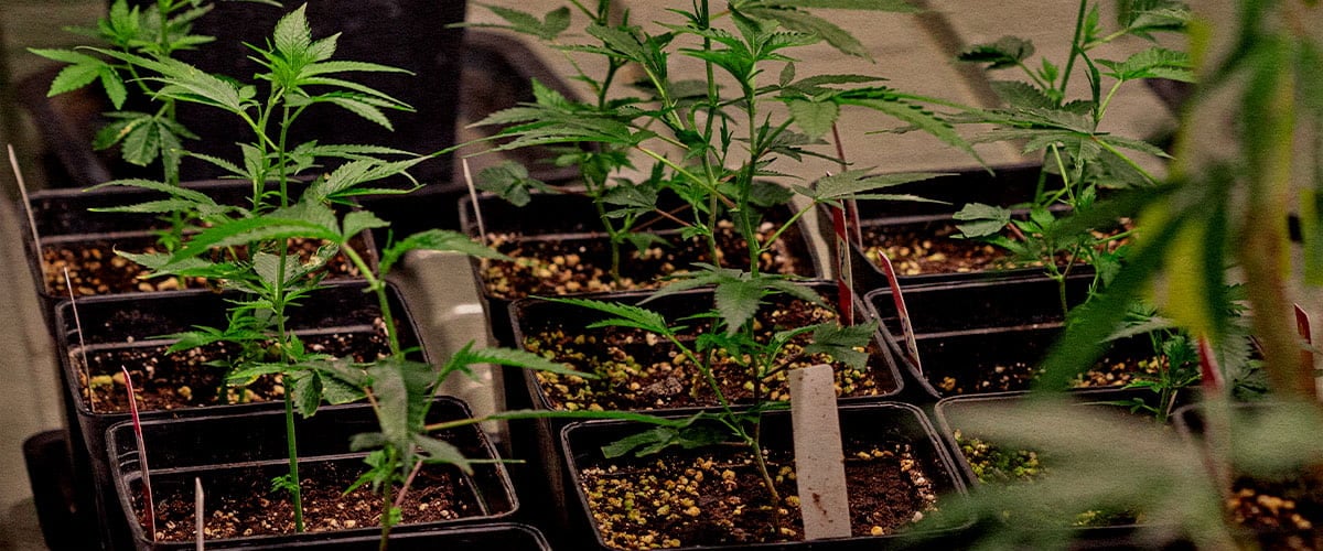 Jonge cannabis klonen in potten behoud elite genetica identiek aan moederplant voor aroma cannabinoïden en constante opbrengst