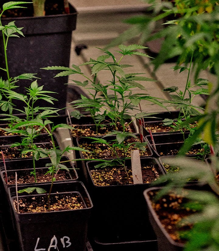 Jonge cannabis klonen in potten behoud elite genetica identiek aan moederplant voor aroma cannabinoïden en constante opbrengst