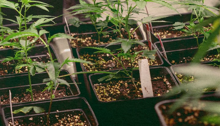 Cannabis plants in black pots with soil, showing genetic traits for genotype vs phenotype comparison, ideal for cannabis cultivation education. Cannabisplanten in zwarte potten met aarde, tonen genetische kenmerken voor genotype vs fenotype vergelijking, ideaal voor cannabisteelt onderwijs.