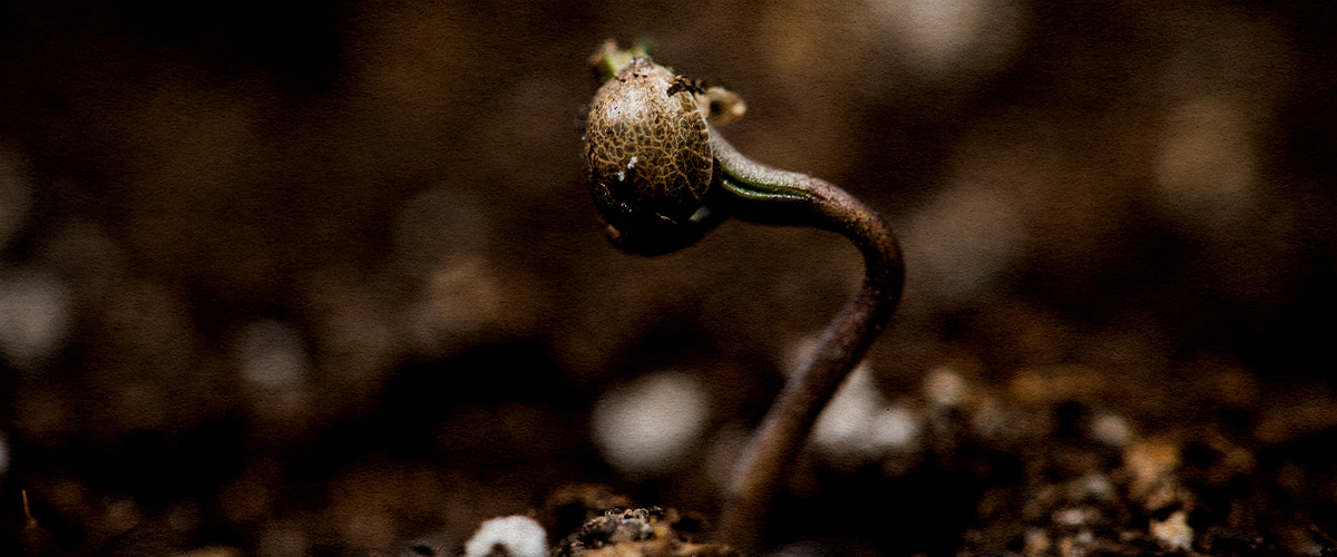 Ontkiemende Wedding Cake zaden Close-up van een ontkiemend Wedding Cake cannabiszaad in warme, vochtige grond bij 22–25 °C.