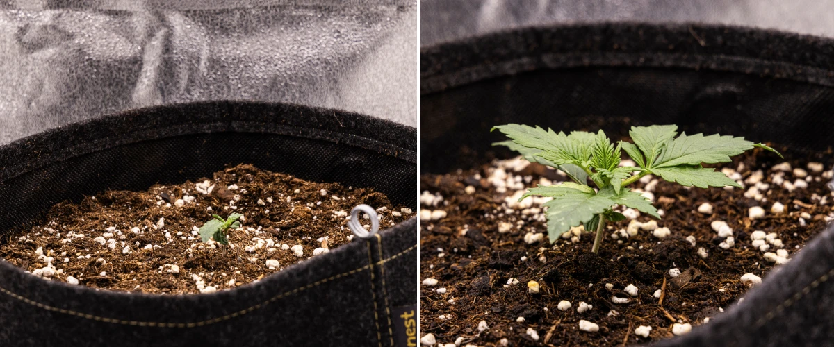 Granddaddy Purple Auto cannabiszaailing tijdens week 1, met vroege groei in een stoffen pot van 11 L na direct zaaien, open zaadlobben en de eerste echte bladeren in ontwikkeling.