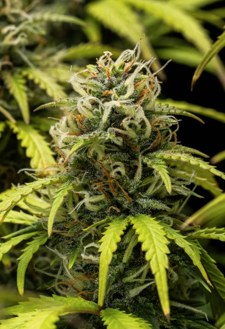 Granddaddy Purple Auto cannabisplant tijdens week 10, met rijpe trichoomrijke toppen, fruitige bloeiende cola’s, oranje stampers en vergelende herfstbladeren terwijl de oogst nadert.