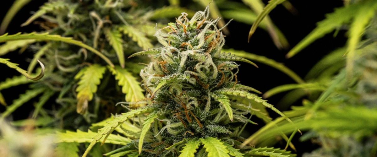 Granddaddy Purple Auto cannabisplant tijdens week 10, met rijpe trichoomrijke toppen, fruitige bloeiende cola’s, oranje stampers en vergelende herfstbladeren terwijl de oogst nadert.