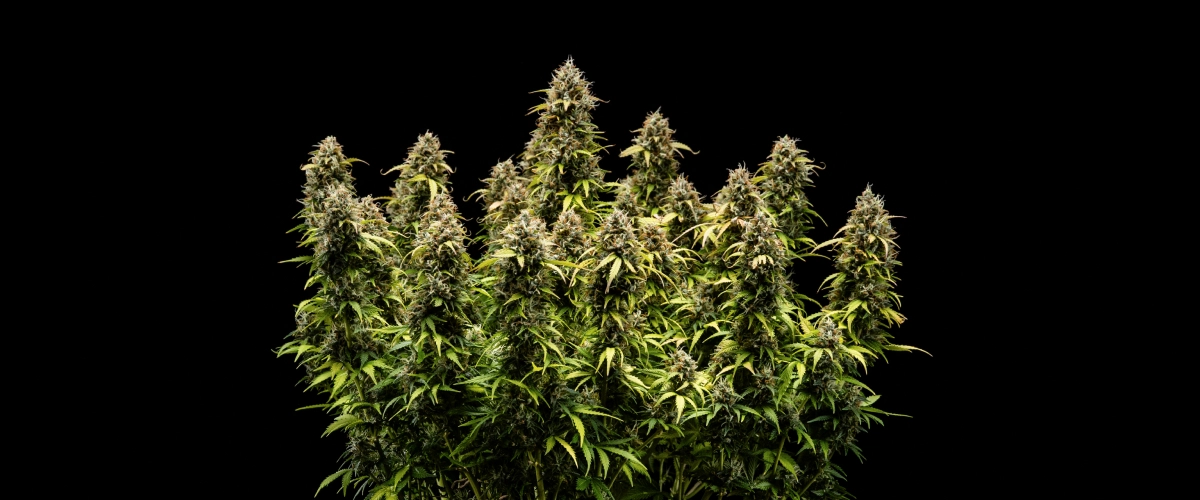 Granddaddy Purple Auto cannabisplant tijdens week 11, met keiharde trichoomrijke toppen, fruitige rijpe cola’s, diep herfstgele bladeren en bloemen klaar voor de oogst.