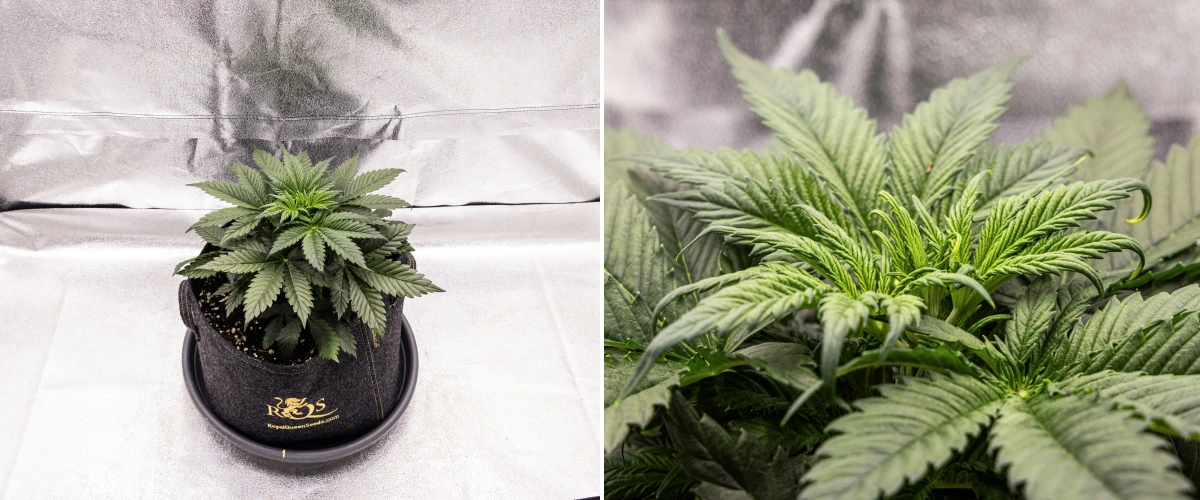 Granddaddy Purple Auto cannabisplant tijdens week 3, met gestage vegetatieve groei, een volle kroon van gezonde waaierbladeren en een gelijkmatige compacte structuur voordat de bloei begint.