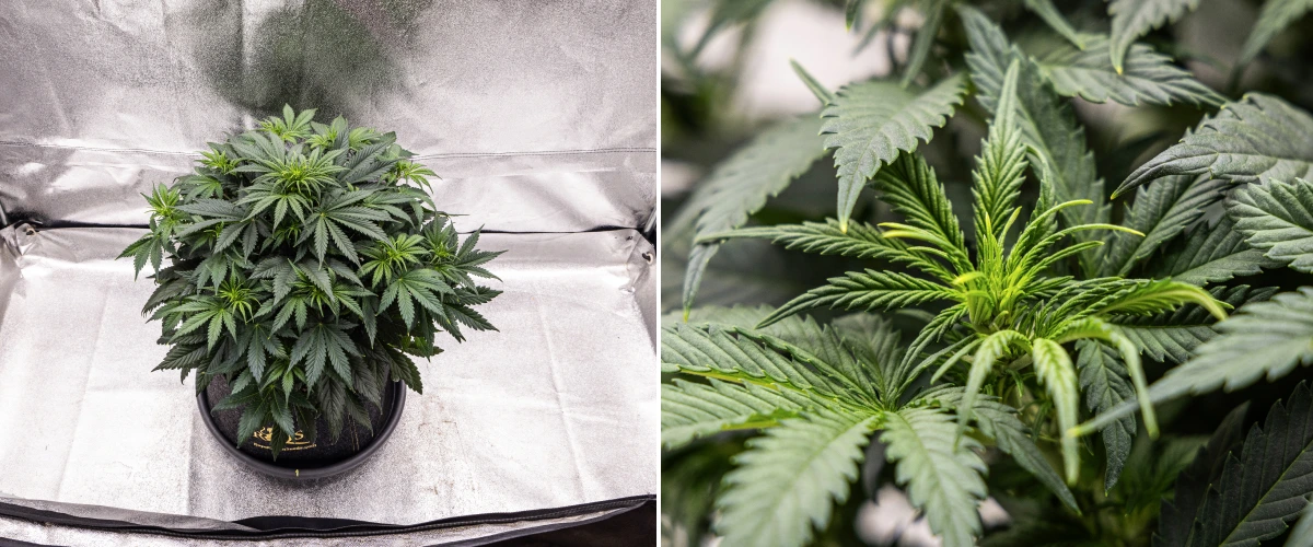 Granddaddy Purple Auto cannabisplant tijdens week 5, met het begin van de bloei, dicht donkergroen blad, ontwikkelende toplocaties en nieuwe bloemgroei langs de takken.
