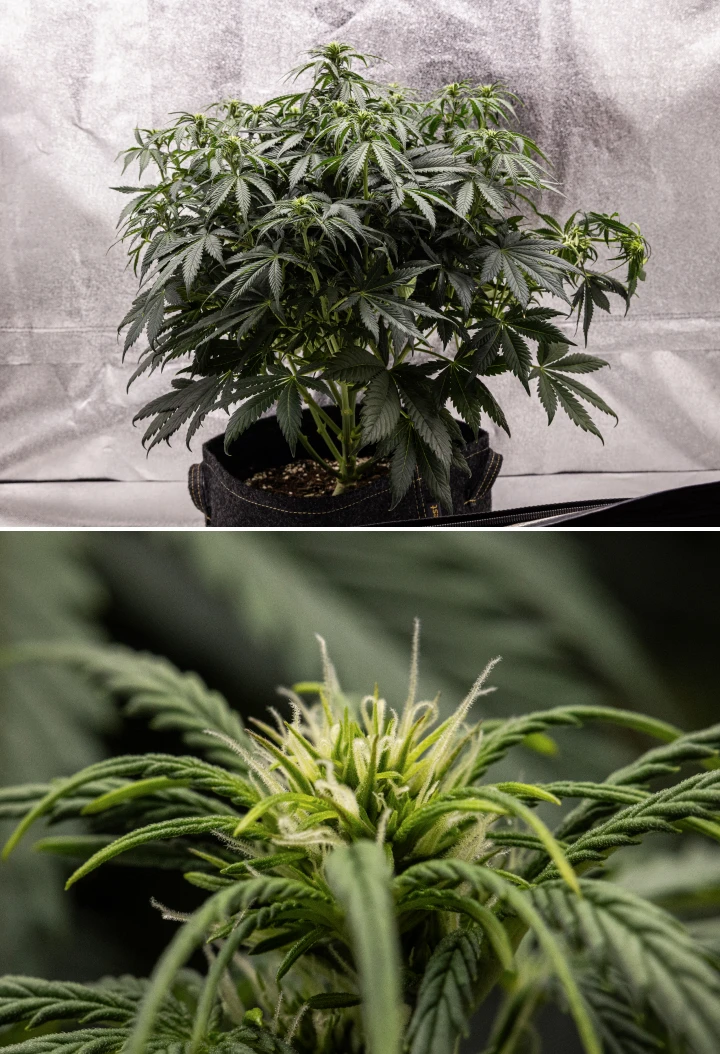Granddaddy Purple Auto cannabisplant tijdens week 6, met een dichte donkergroene bloeiende kroon, bossige takstructuur, vroege witte stampers en gezonde topontwikkeling.