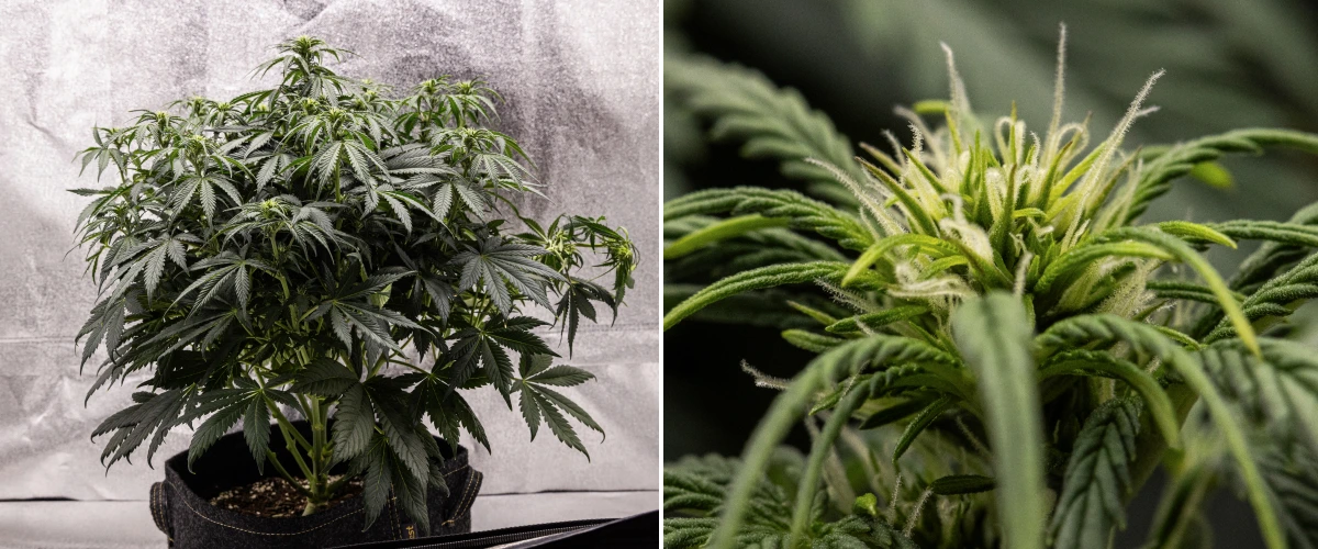 Granddaddy Purple Auto cannabisplant tijdens week 6, met een dichte donkergroene bloeiende kroon, bossige takstructuur, vroege witte stampers en gezonde topontwikkeling.
