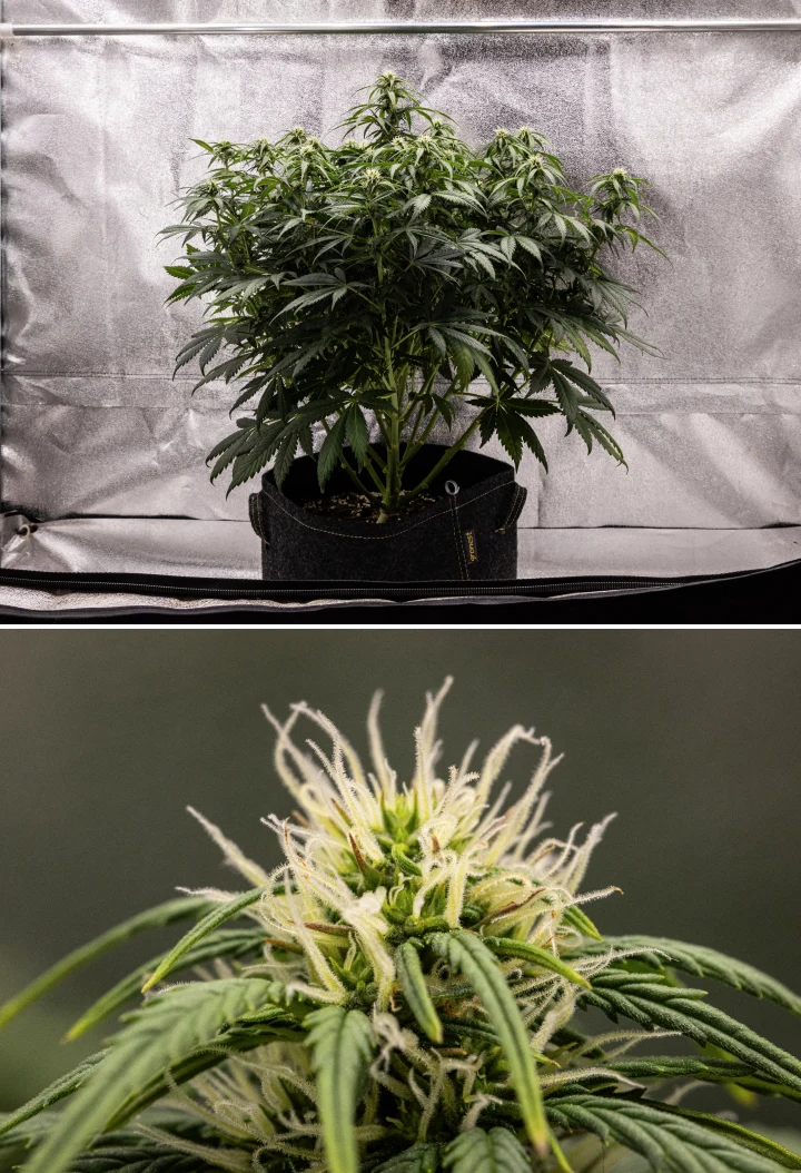 Granddaddy Purple Auto cannabisplant tijdens week 7, met een compacte bossige structuur, gezonde bloeiende groei, voller wordende toppen en lichte vergeling van de onderste bladeren terwijl de bloei doorgaat.