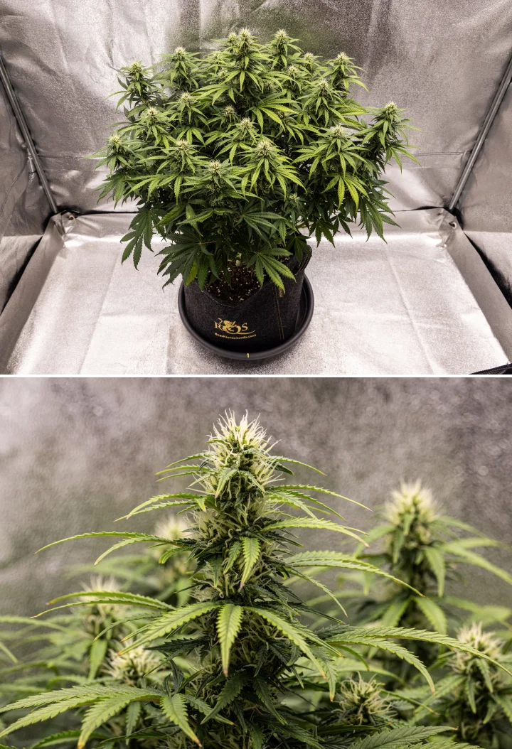 Granddaddy Purple Auto cannabisplant tijdens week 8, met stevige topontwikkeling, een compacte volle canopy, gezond groen blad en dikke bloeiende cola’s na vier weken bloei.