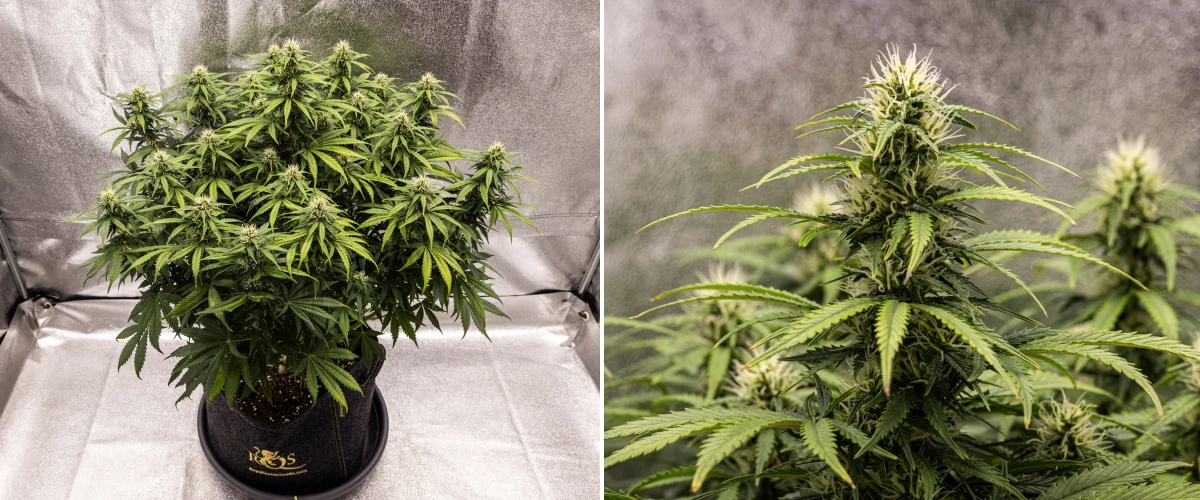 Granddaddy Purple Auto cannabisplant tijdens week 8, met stevige topontwikkeling, een compacte volle canopy, gezond groen blad en dikke bloeiende cola’s na vier weken bloei.