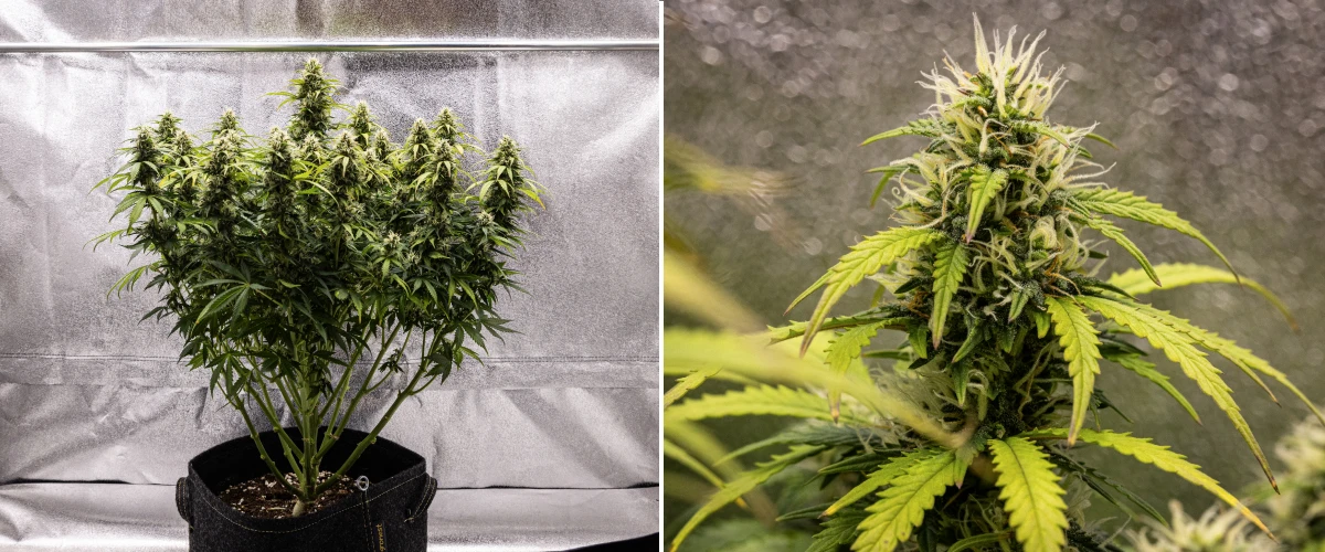 Granddaddy Purple Auto cannabisplant tijdens week 9, met stevige trichoomrijke toppen, boeketachtige bloeiende takken, lichter groene bladeren en glinsterende cola’s die de rijpheid naderen.