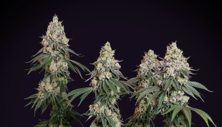 Grape Ape cannabisplant met dichte frostige cola’s, harsrijke toppen, oranje stampers en compacte bloeiende groei tegen een donkere achtergrond.
