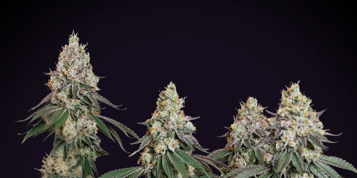 Grape Ape cannabisplant met dichte frostige cola’s, harsrijke toppen, oranje stampers en compacte bloeiende groei tegen een donkere achtergrond.