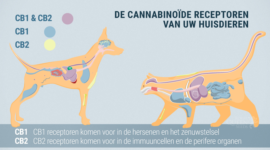 Het Endocannabinoïde Systeem Van Honden En Katten