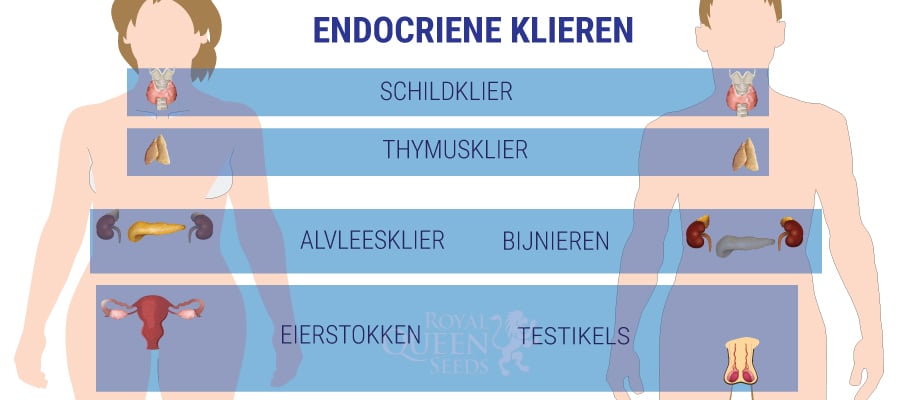 ENDROCRIENE KLIEREN