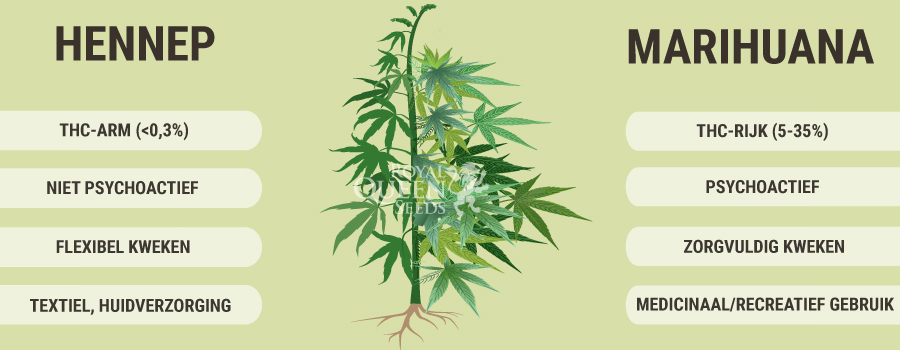 Marihuana Hennep Marihuana Hennep