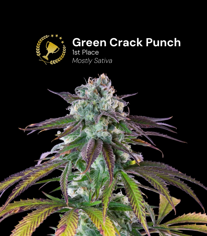 Green Crack Punch, bekroonde cannabissoort Ontdek Green Crack Punch, een bekroonde, voornamelijk sativa cannabissoort met indrukwekkende harsrijke toppen.