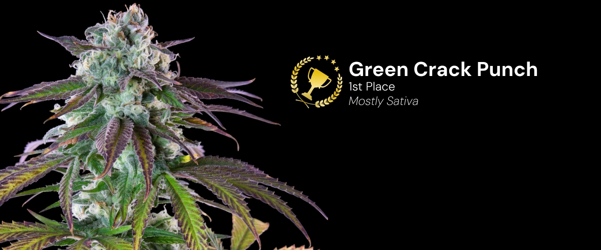 Green Crack Punch, bekroonde cannabissoort Ontdek Green Crack Punch, een bekroonde, voornamelijk sativa cannabissoort met indrukwekkende harsrijke toppen.