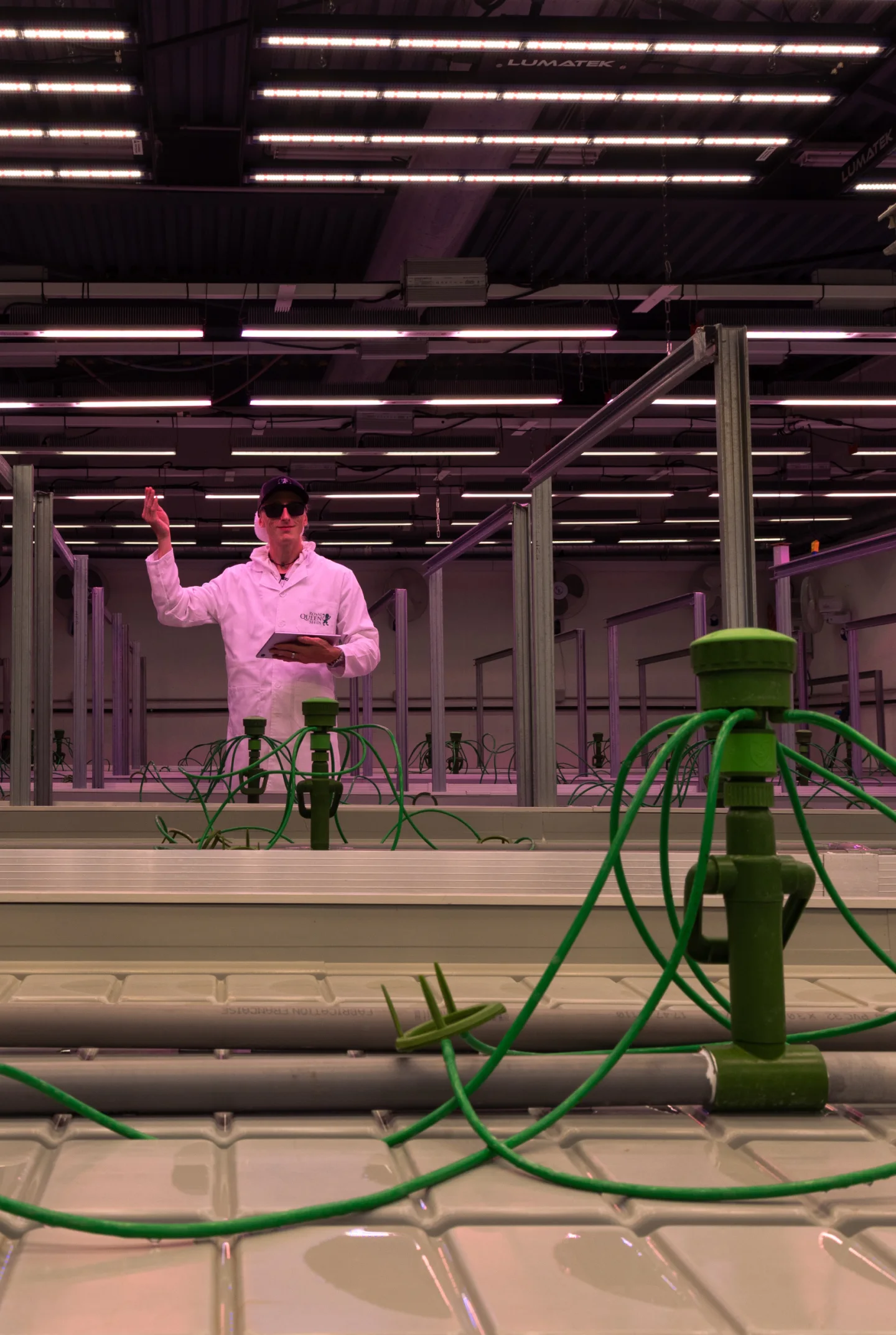 Kweekruimte-opstelling voor cannabis crop steering Gecontroleerde cannabiskweekruimte voorbereid voor crop steering-proeven, met irrigatiedruppelaars, hydrocultuurbanken, hangende kweeklampen en een onderzoeker die de opstelling monitort.