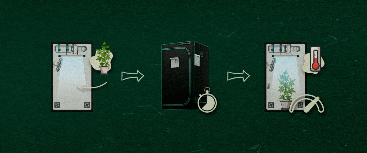 Stapsgewijze Handleiding voor het Opzetten van een 4×4 Kweektent Een voortgezette stapsgewijze handleidingillustratie voor het opzetten van een 4×4 kweektent, met de toevoeging van een cannabisplant, een timer voor lichtschema's en een thermometer om de omstandigheden te controleren, op een groene achtergrond met pijlen die het proces aangeven.