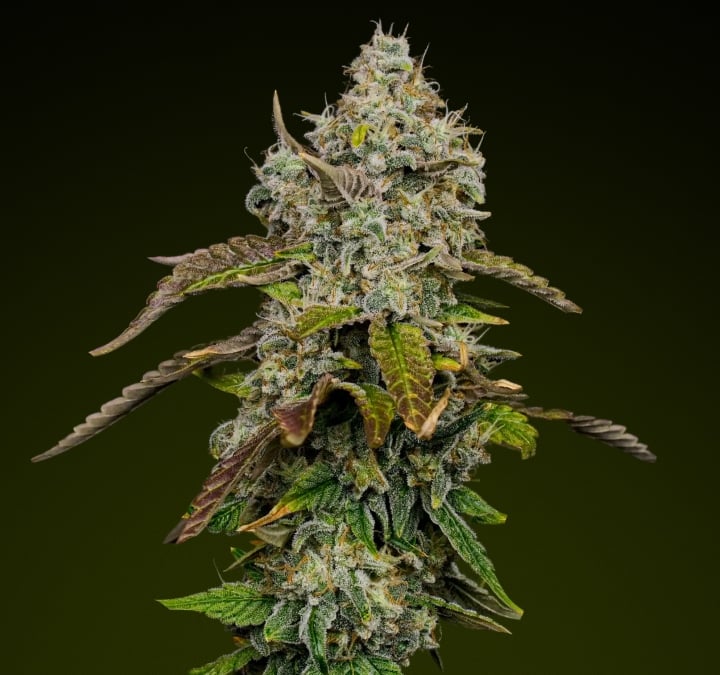 Blue Dream – Beste soort voor zoete edibles Blue Dream cannabisbud met dichte, ijzige trichomen en paarse tinten, bekend om haar zoete, fruitige profiel dat ideaal is voor edibles