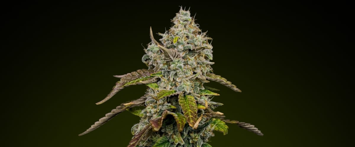 Blue Dream – Beste soort voor zoete edibles Blue Dream cannabisbud met dichte, ijzige trichomen en paarse tinten, bekend om haar zoete, fruitige profiel dat ideaal is voor edibles