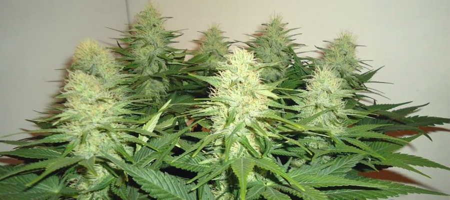 Haze Berry Haze Berry