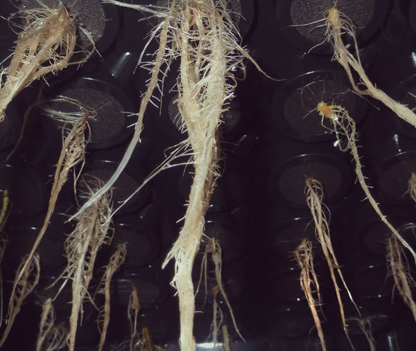 Pythium te veel water cannabis roots kweker snoeien hydrocultuur