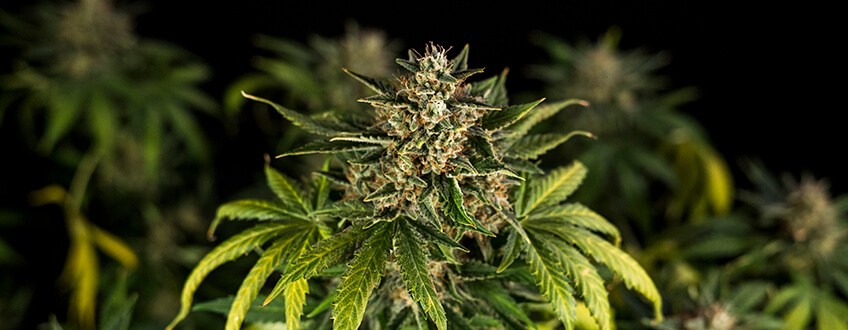 Wat Zijn Autoflower Wietzaadjes? Wat Zijn Autoflower Wietzaadjes?