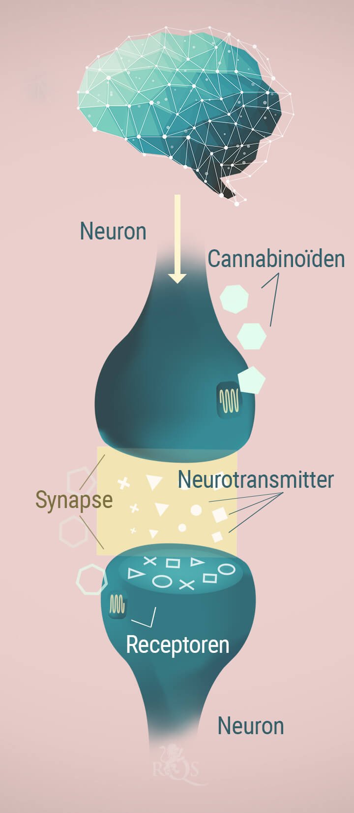 Neuronen, cannabinoïden en neurotransmitters