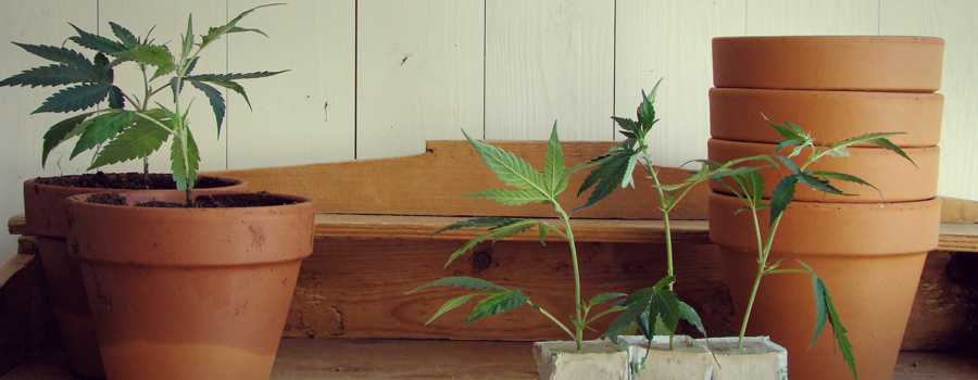 Uruguay parlement legalisatie cannabis