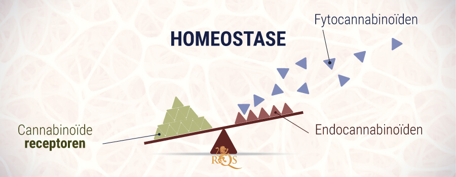 Homeostase Fitocannabinoïden en endocannabinoïden Homeostase Fitocannabinoïden en endocannabinoïden