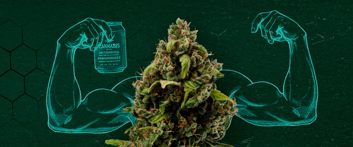 Cannabisknop die spieren laat zien, wat zijn kracht als natuurlijk fungicide vertegenwoordigt.