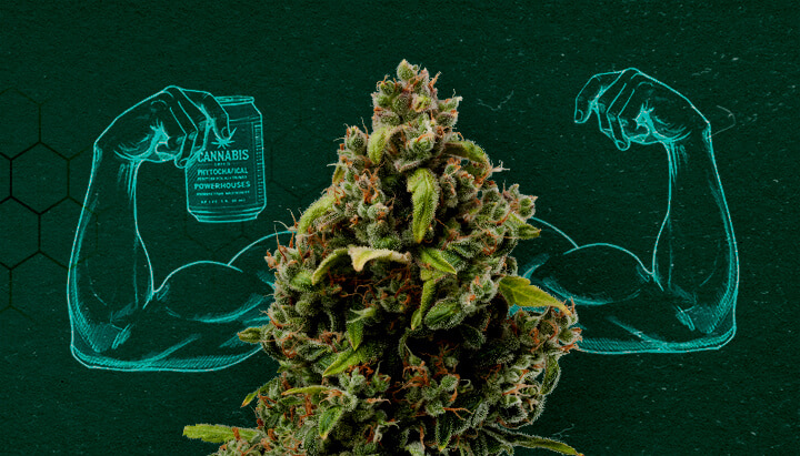Cannabisknop die spieren laat zien, wat zijn kracht als natuurlijk fungicide vertegenwoordigt.