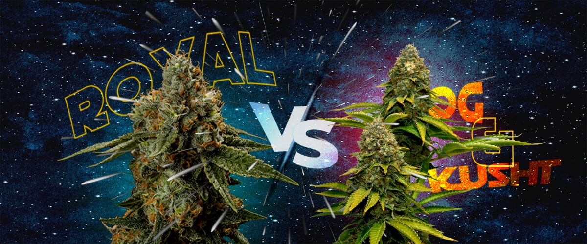 Hoe Royal Skywalker zich Vergelijkt met Skywalker OG en Skywalker Kush Cannabis Een illustratie van twee cannabisbloemen met de teksten
