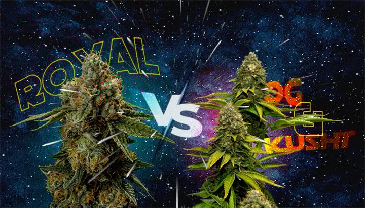 Hoe Royal Skywalker zich Vergelijkt met Skywalker OG en Skywalker Kush Cannabis Een illustratie van twee cannabisbloemen met de teksten