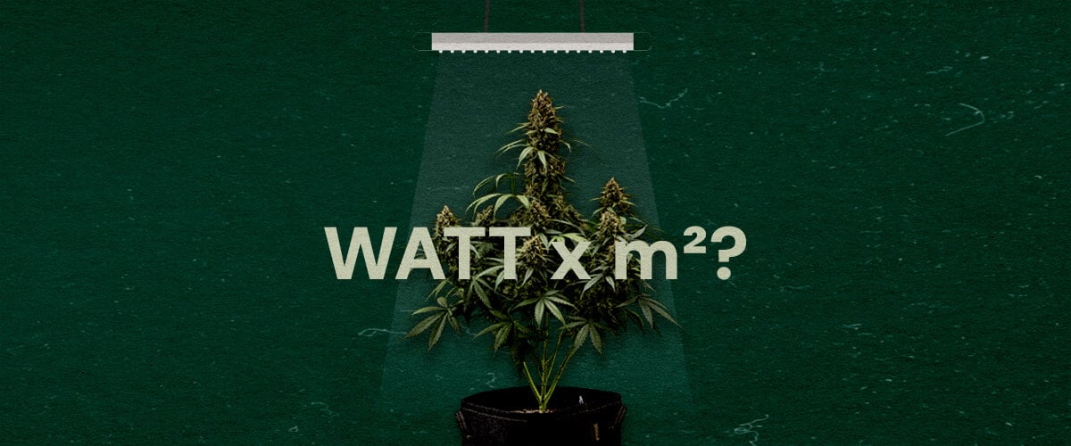 Hoeveel Watt per Vierkante Voet voor LED Growlights Cannabis Een illustratie van een cannabisplant onder een LED growlight met de tekst