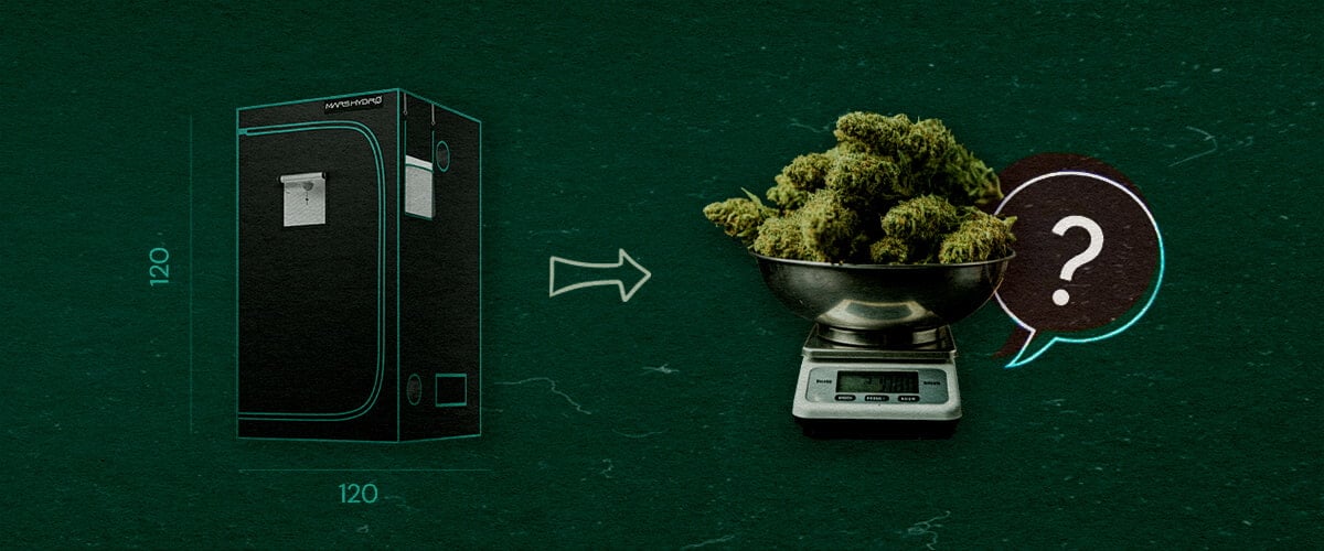 Cannabisplanten in een 4×4 Kweektent Illustratie van een 4×4 kweektent (120 cm x 120 cm) met een pijl die wijst naar een weegschaal gevuld met cannabisbloemen en een vraagteken, symbool voor hoeveel cannabisplanten in de tent passen, tegen een groene achtergrond.