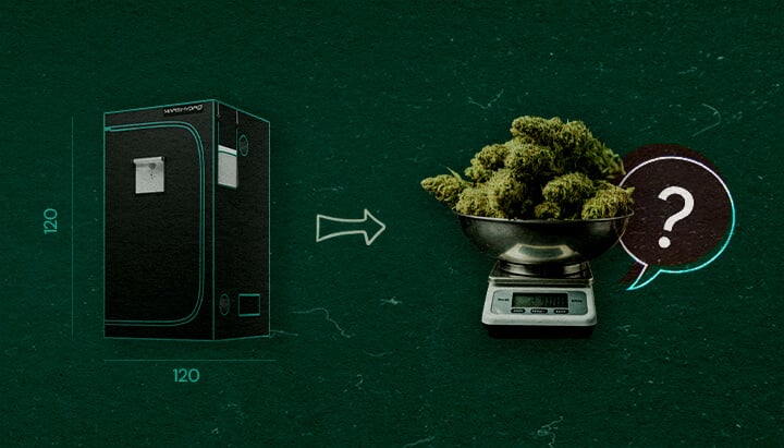 Cannabisplanten in een 4×4 Kweektent Illustratie van een 4×4 kweektent (120 cm x 120 cm) met een pijl die wijst naar een weegschaal gevuld met cannabisbloemen en een vraagteken, symbool voor hoeveel cannabisplanten in de tent passen, tegen een groene achtergrond.