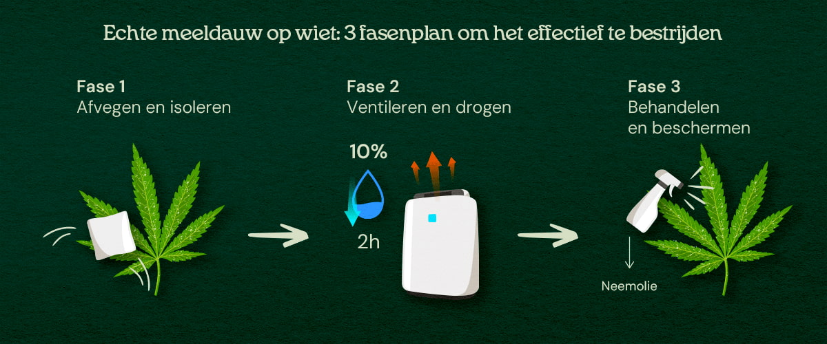 Echte meeldauw op wiet: 3-stappenplan om het effectief te bestrijden Een illustratie van cannabisbladeren met poederachtige schimmel, die een 3-fasen genezingsproces toont, inclusief verwijdering, behandeling en preventie, tegen een neutrale achtergrond.