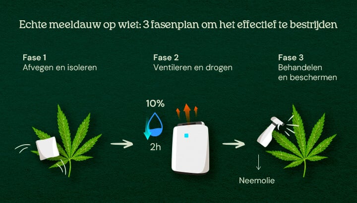 Echte meeldauw op wiet: 3-stappenplan om het effectief te bestrijden Een illustratie van cannabisbladeren met poederachtige schimmel, die een 3-fasen genezingsproces toont, inclusief verwijdering, behandeling en preventie, tegen een neutrale achtergrond.