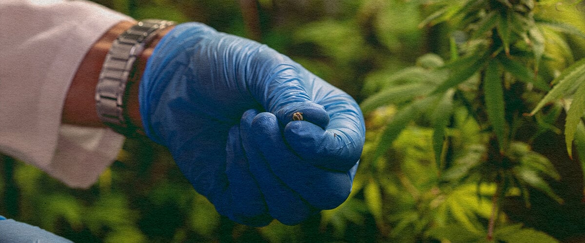 Hoe Bestuivingsproblemen Te Vermijden: Stuifmeelzak Afbeelding Close-up van een mannelijke cannabisplant met stuifmeelzakken, toont hoe bestuivingsproblemen te vermijden op een donkergroene achtergrond, ideaal voor cannabis kweektips.