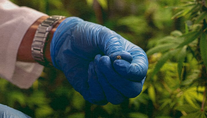 Hoe Bestuivingsproblemen Te Vermijden: Stuifmeelzak Afbeelding Close-up van een mannelijke cannabisplant met stuifmeelzakken, toont hoe bestuivingsproblemen te vermijden op een donkergroene achtergrond, ideaal voor cannabis kweektips.